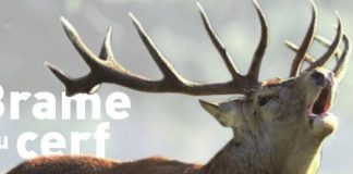 Le BRAME du CERF brame du cerf