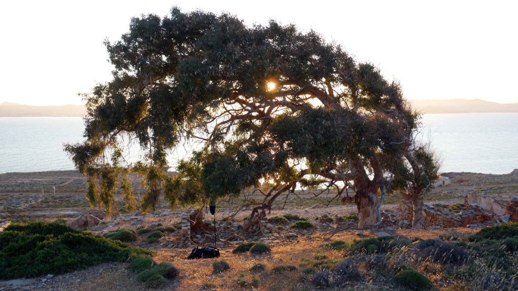 arbre remarquable Makronissos