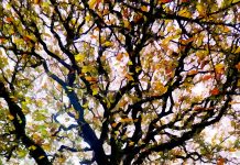 Protégé : RENCONTRE AVEC DES ARBRES BAVARDS rencontre avec des arbres bavards