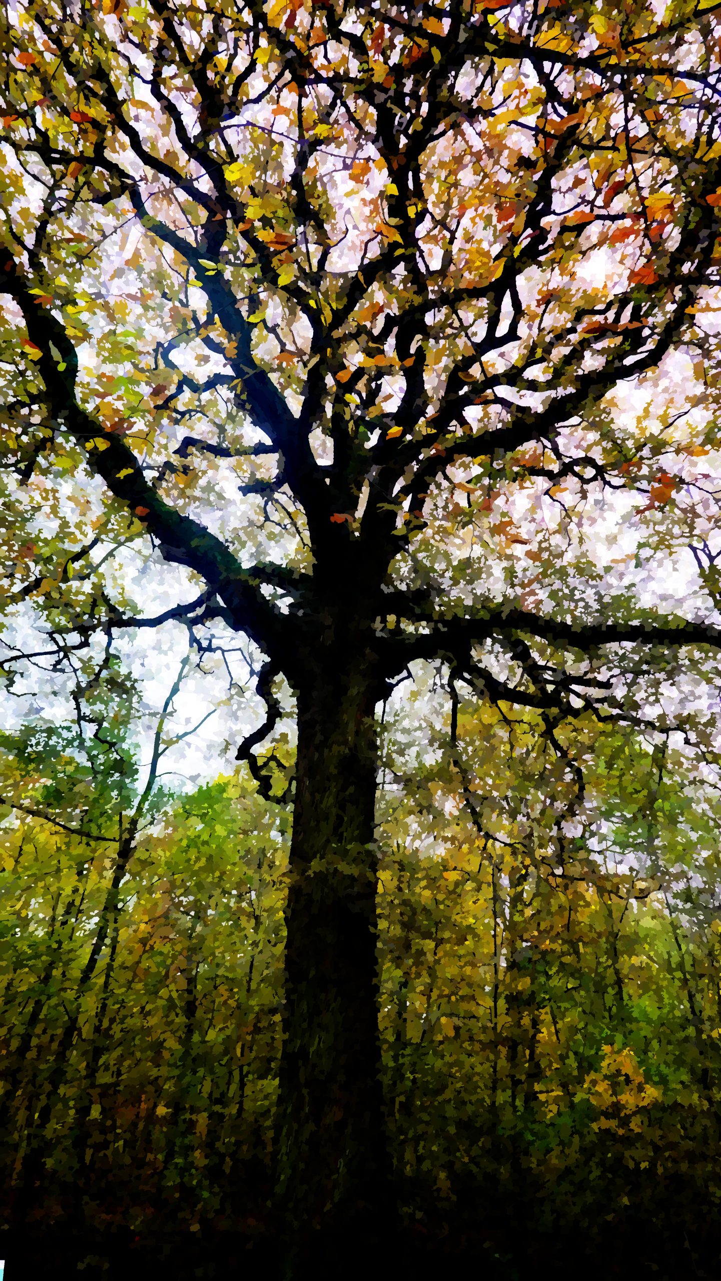 Protégé : RENCONTRE AVEC DES ARBRES BAVARDS rencontre avec des arbres bavards
