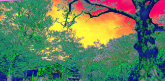 A la rencontre des Arbres Bavards Mama San